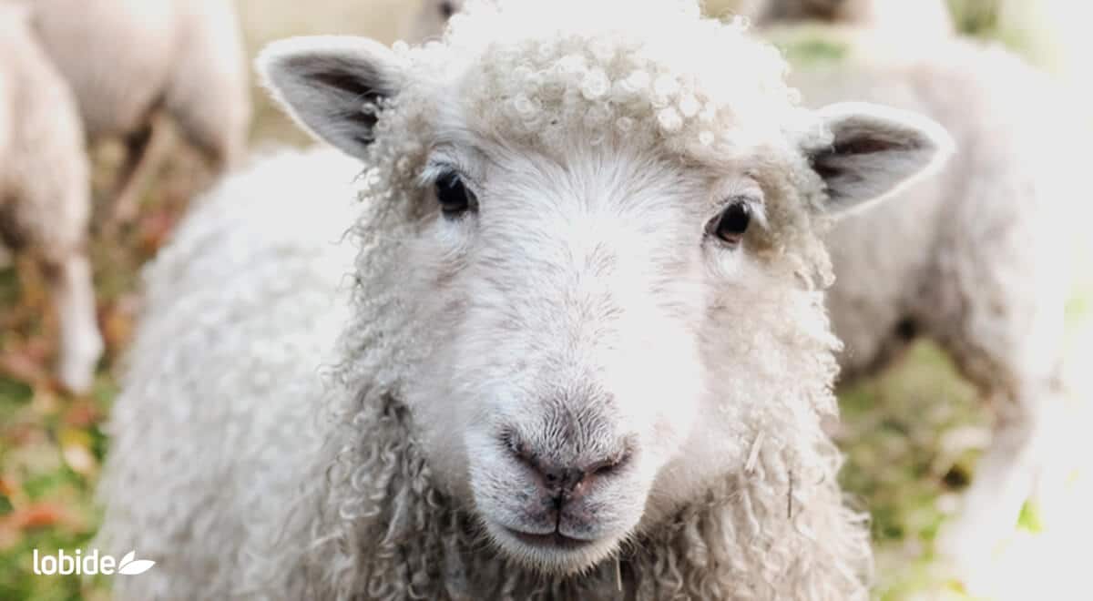 colchón ecológico 100 % natural duradero