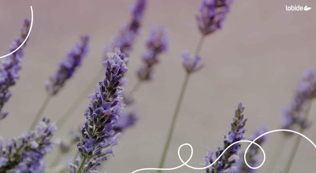 Las propiedades de la lavanda son múltiples e ideales para relajarse